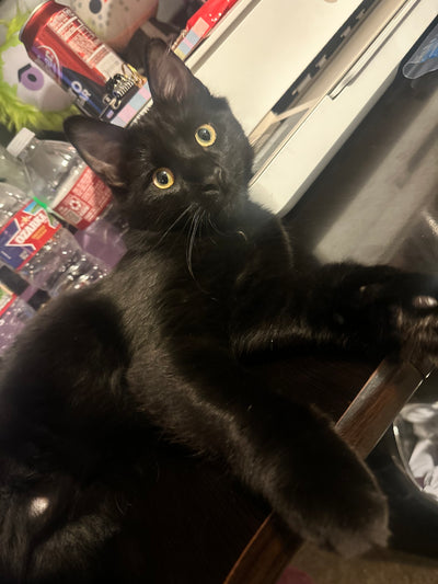 Needles